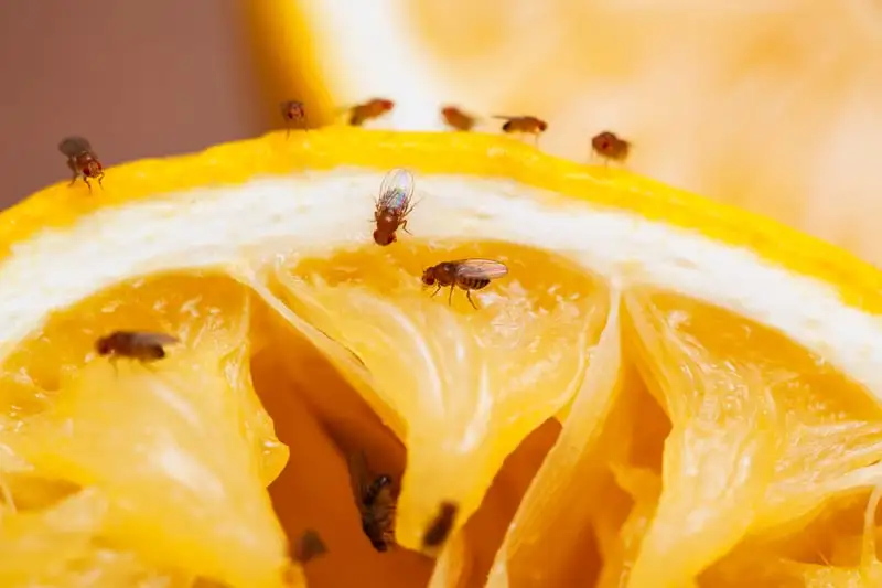 Moscerini in cucina, come liberarsene
