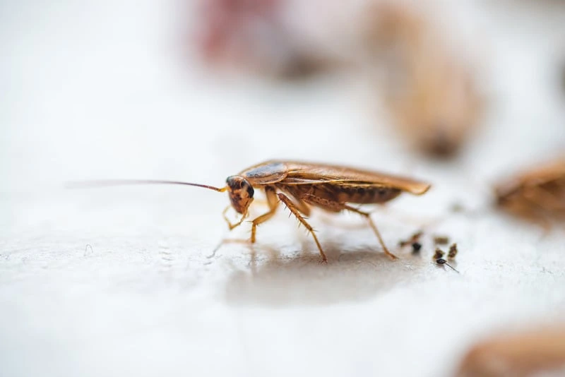 Perché bisogna prestare attenzione agli insetti invernali (depongono le uova)